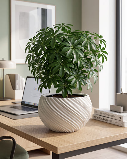 AQUA VENUS – Decorative Self-Watering Planter for Indoor Plants M / L