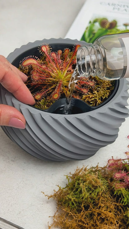 AQUA VENUS – Decorative Self-Watering Planter for Indoor Plants M / L